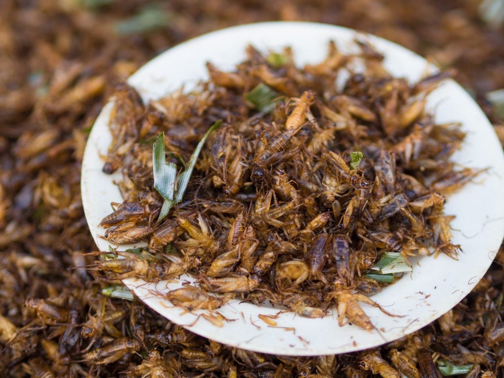 Tyson Foods Bold Move Entering Insect Protein Production