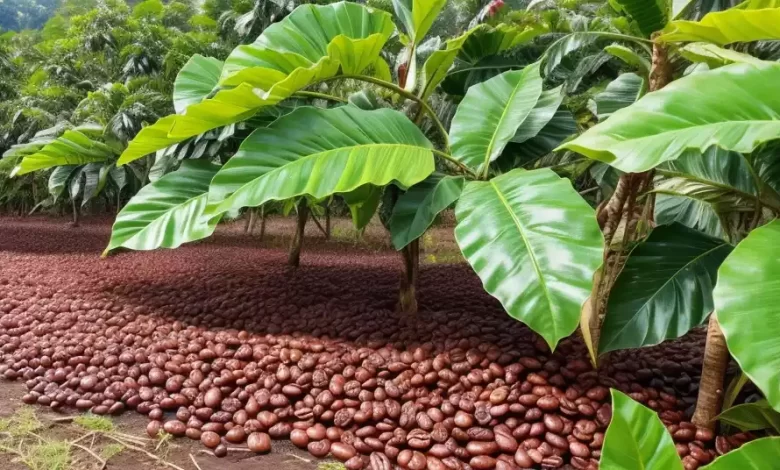 Climate Changes Impact on Coffee Production in Central America